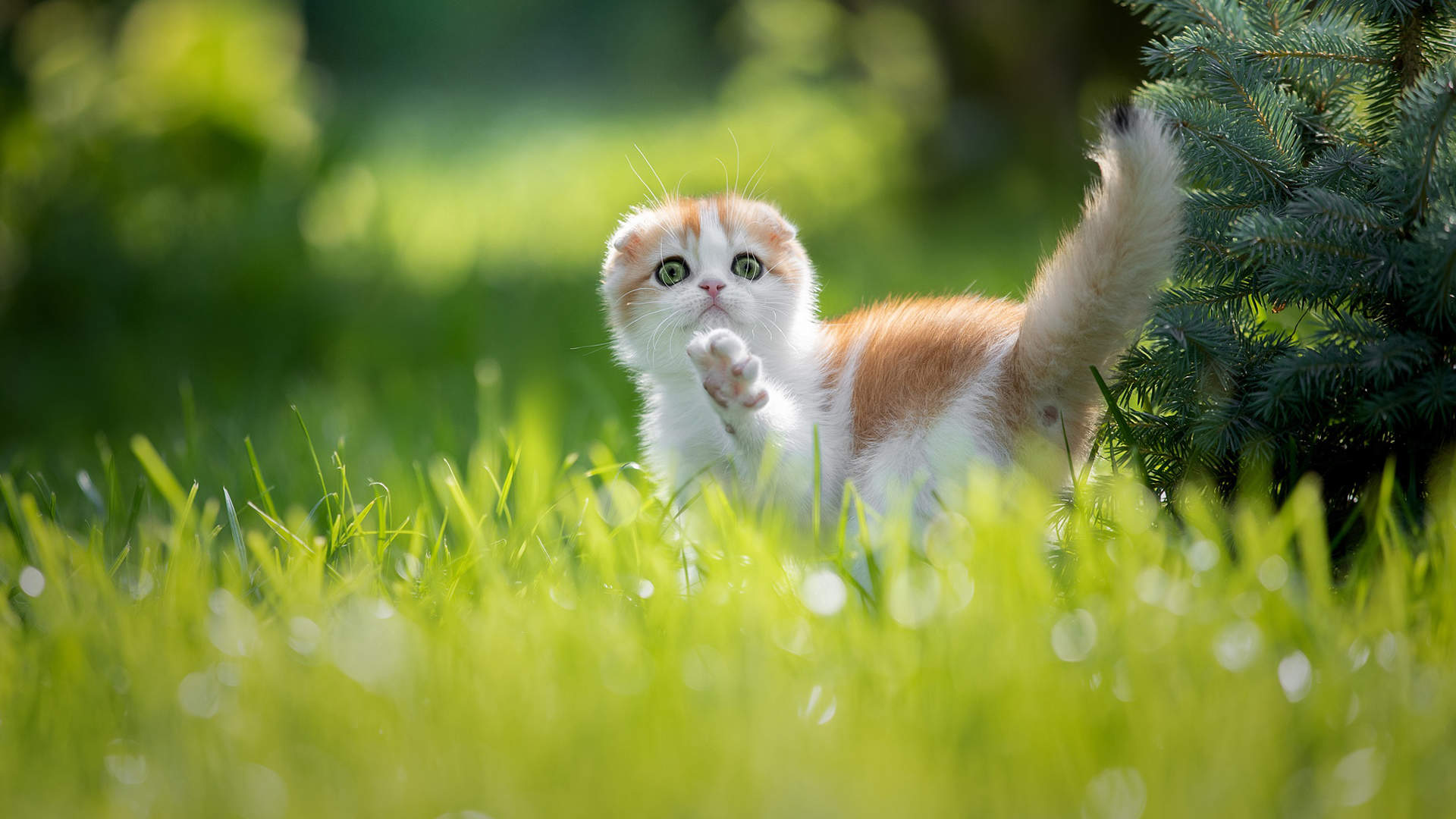 猫睡觉姿势搞笑图片：睡觉也要成双睡图片