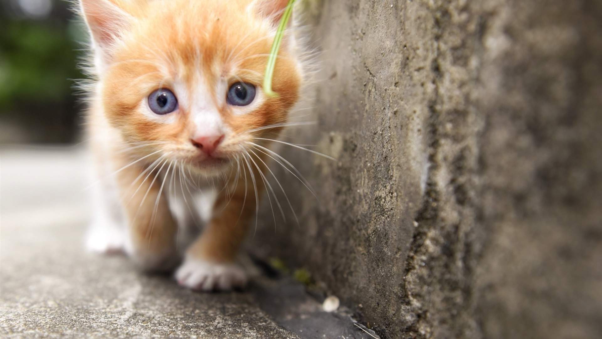猫睡觉姿势搞笑图片：睡觉也要成双睡图片