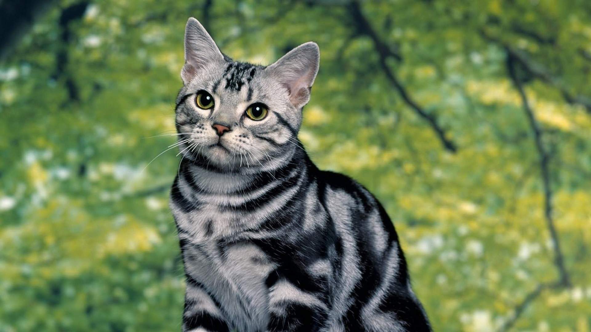 微博漫画家郭斯特的猫可爱动物写真图片图片