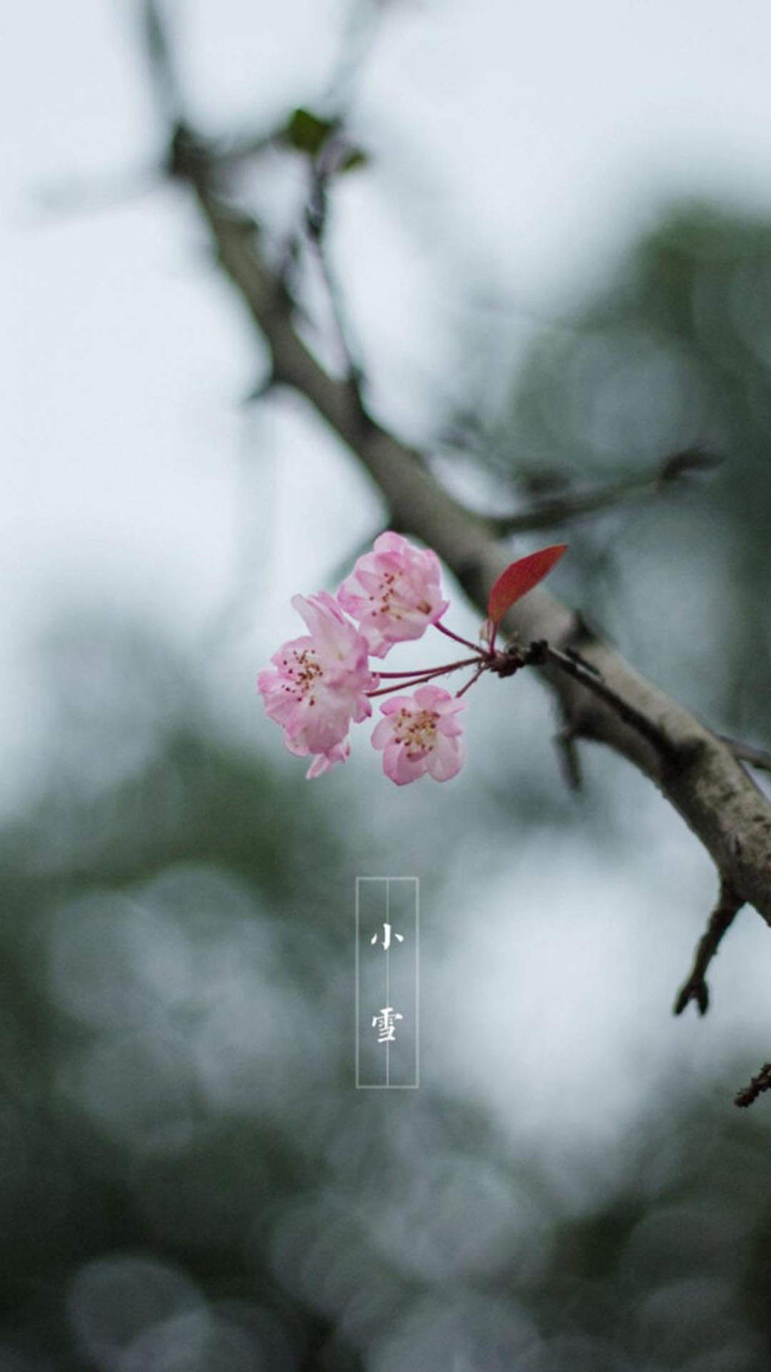 虞书欣优雅性感写真手机壁纸图片