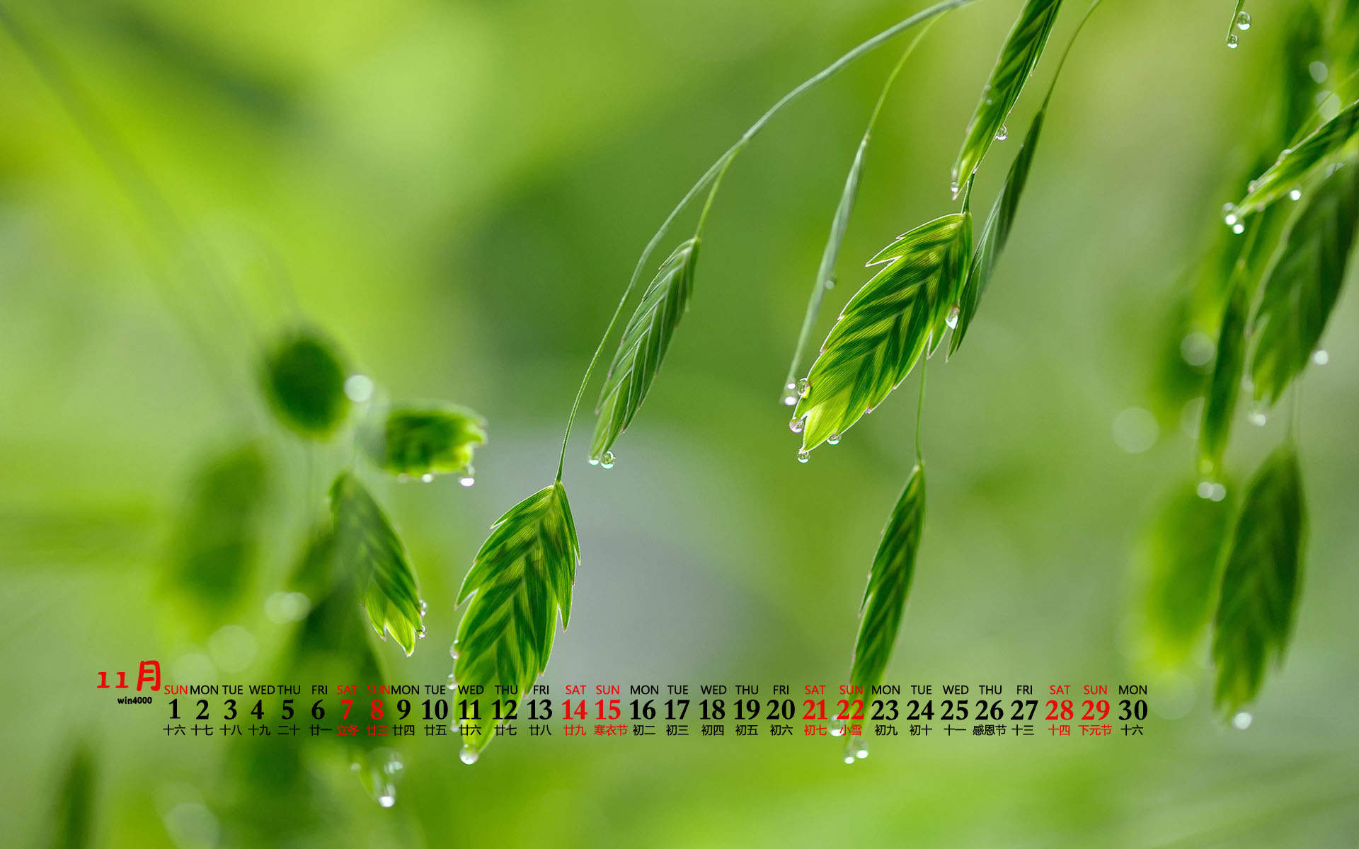 绿色护眼风景摄影高清图片图片