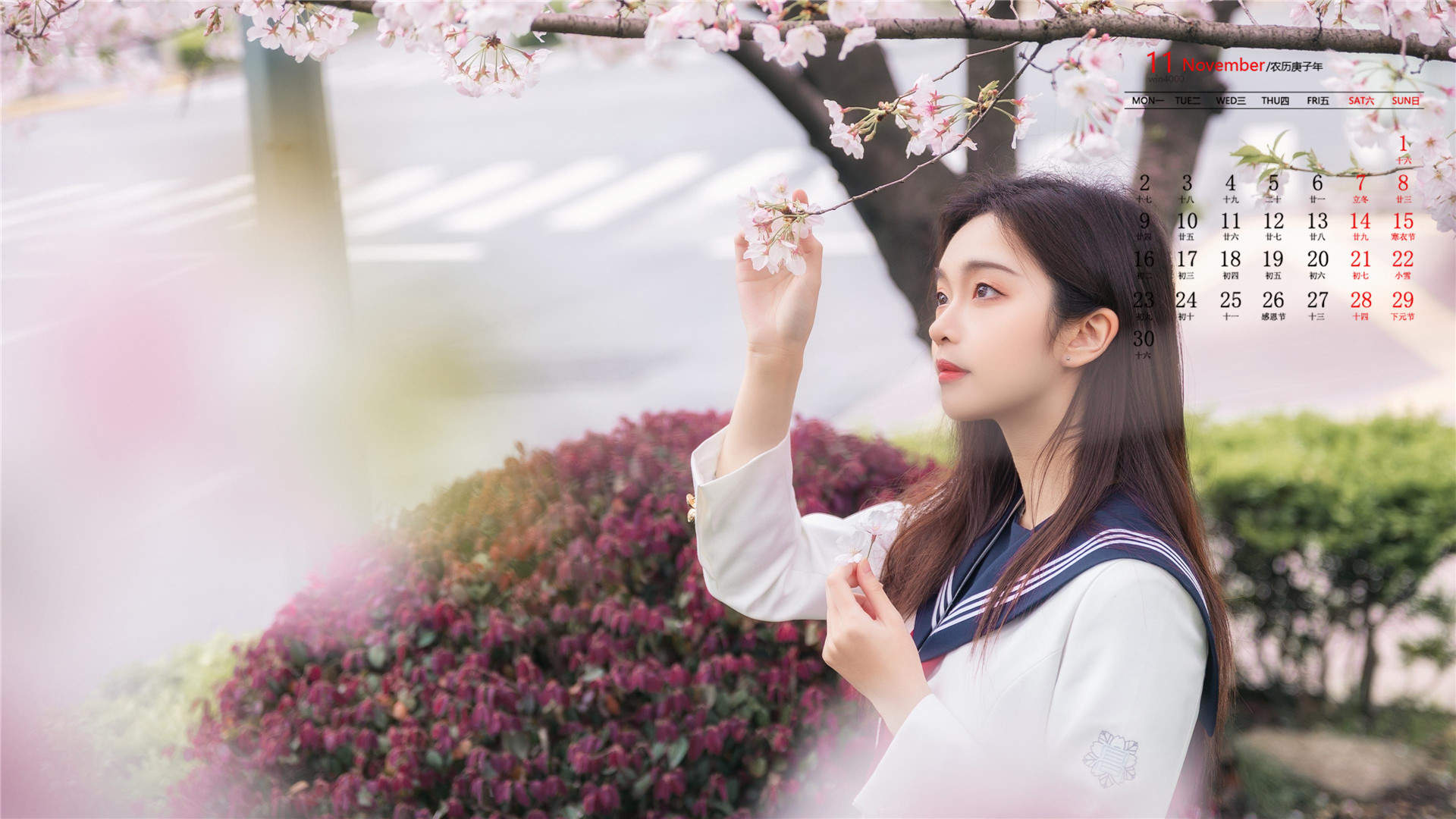 清新粉嫩的樱花图片桌面壁纸图片