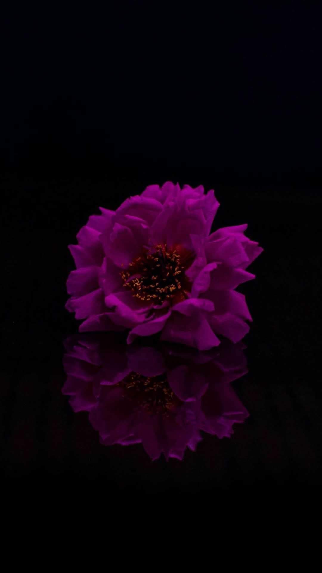 张天爱黑色皮衣光影性感写真手机壁纸图片