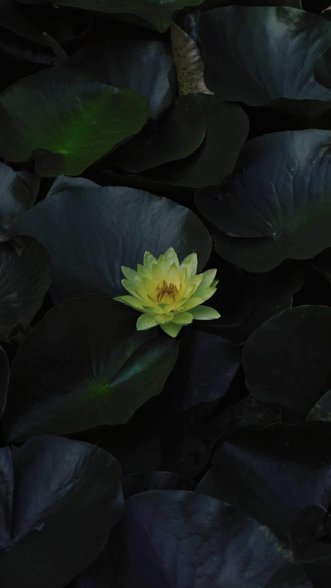 张天爱黑色皮衣光影性感写真手机壁纸图片