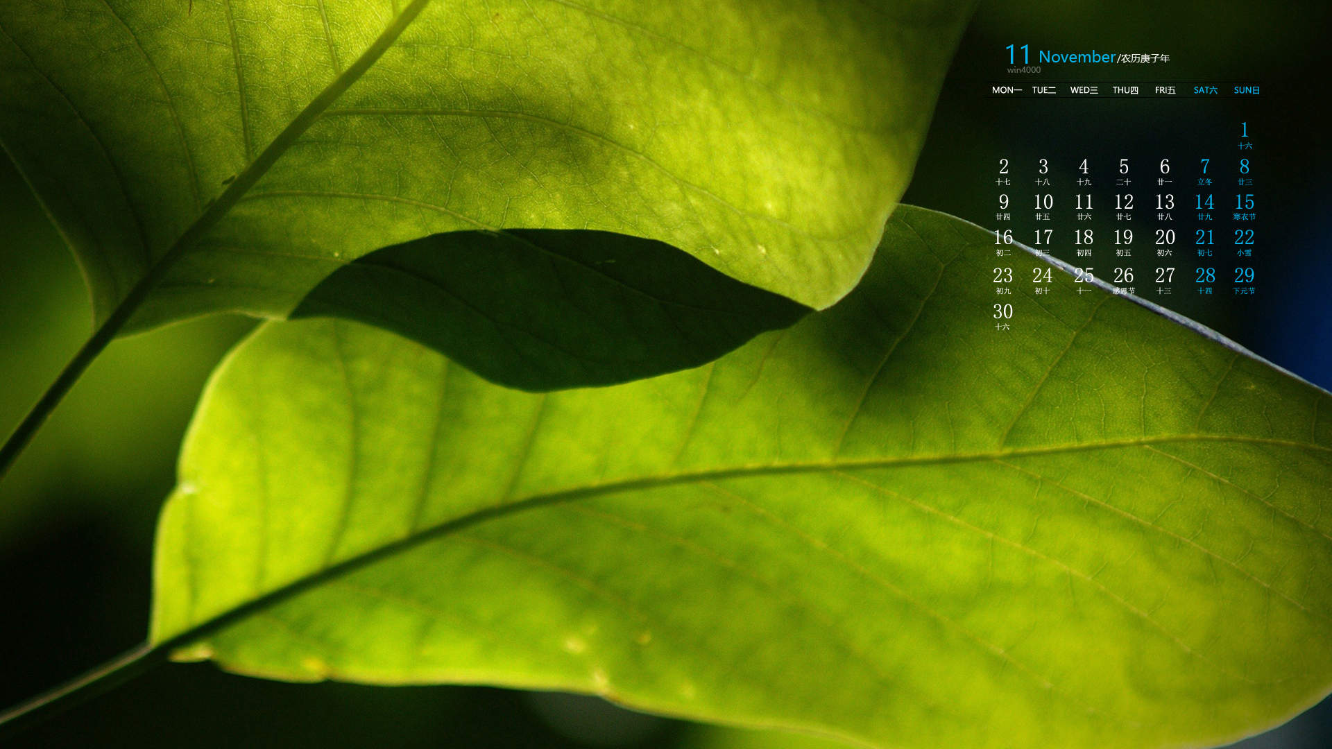 绿色植物图片