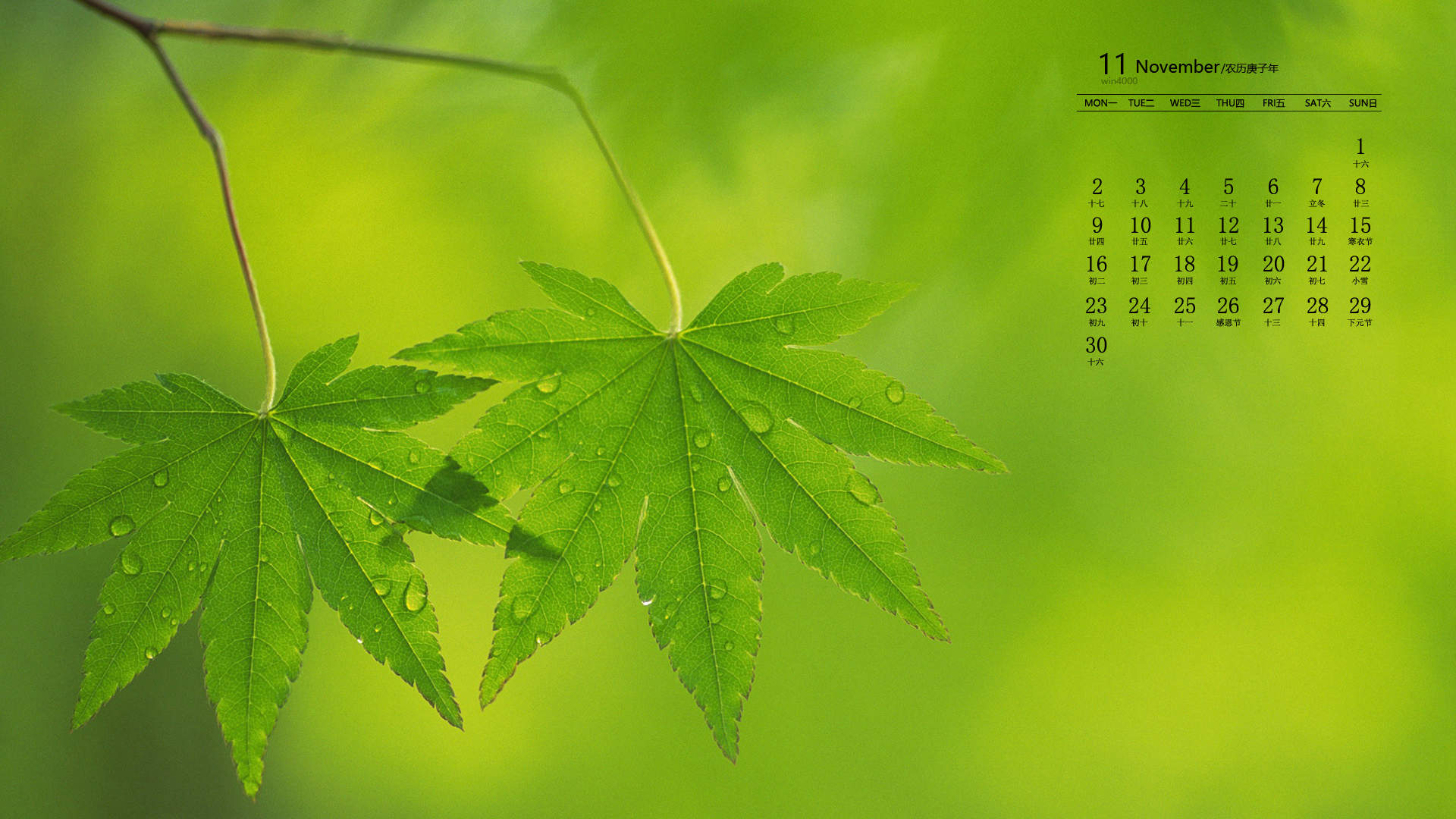绿色植物图片