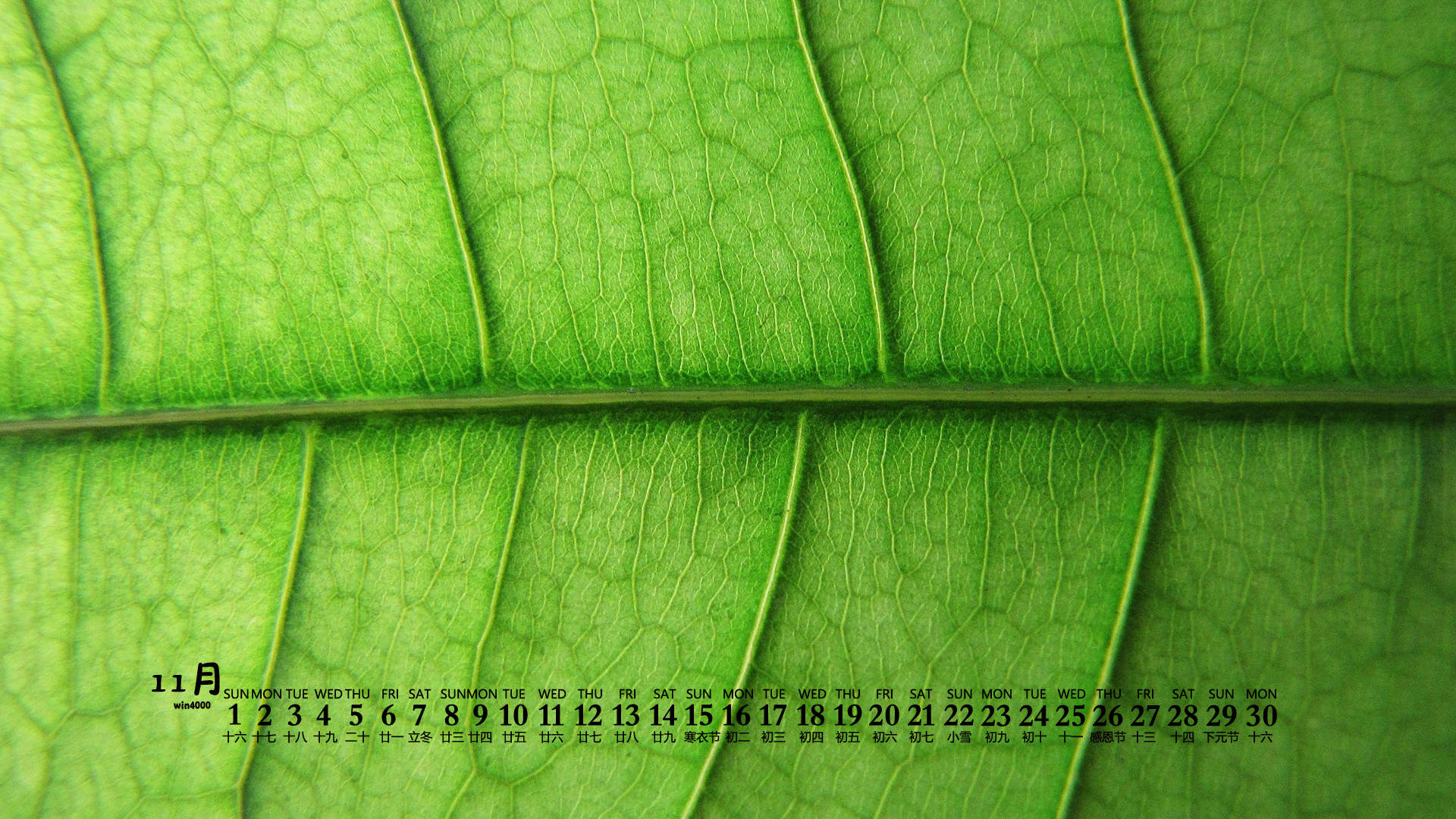 唯美清新绿色植物花卉高清摄影素材图片欣赏图片