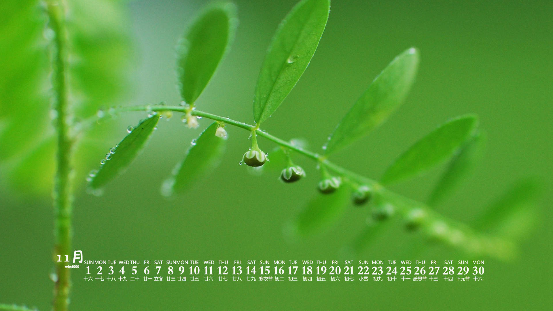 唯美清新绿色植物花卉高清摄影素材图片欣赏图片