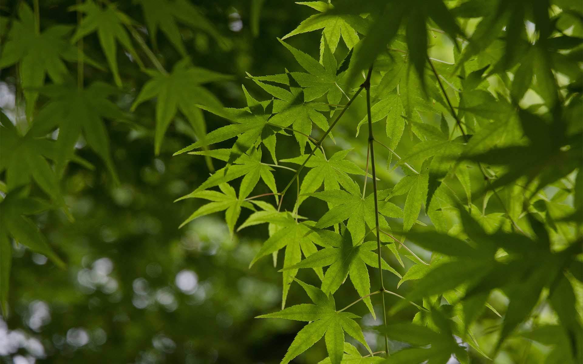 绿色护眼风景摄影高清图片图片