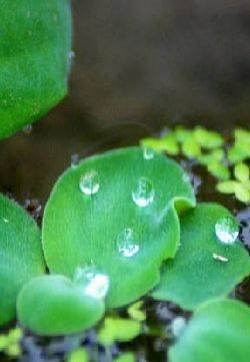小清新唯美浮萍摄影图片