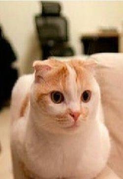 天气变冷揣着小手的可爱喵星人萌萌哒小猫高清图片大全