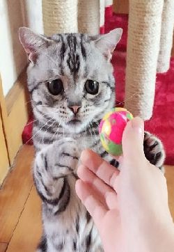 世界上最悲伤的猫 猫搞笑图片 美短猫图片搞笑
