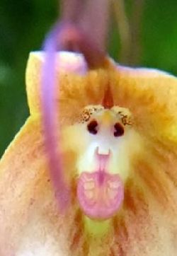 长着猴脸的兰花图片猴面小龙兰日本现猴脸兰花眼鼻毛发俱全