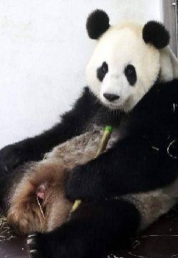 国宝熊猫图片 熊猫小时候图片