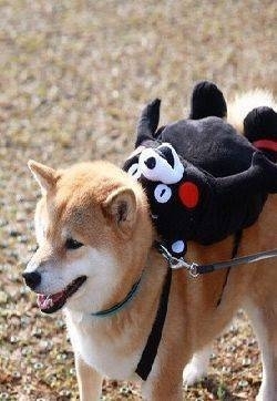 可爱动物图片：柴犬maru和它的kumamon背包图