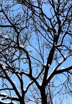 扬州冬季雪景图片