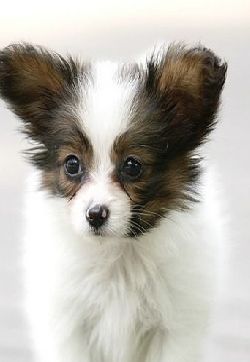 高清蝴蝶犬图片之可爱的小狗十二生肖狗图片