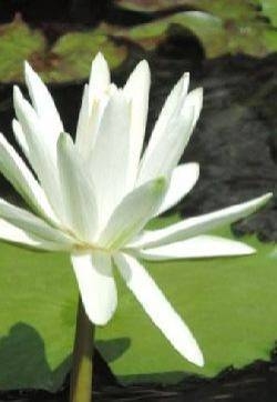 白睡莲花图片  白睡莲图片  白睡莲植物图片