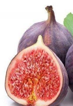 无花果图片 无花果木本植物野菜图片