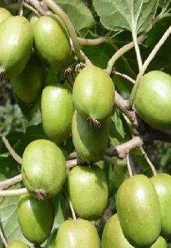 软枣猕猴桃图片  软枣猕猴桃藤本野菜植物图片