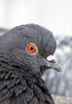 和平的使者鸽子白色宽屏桌面壁纸