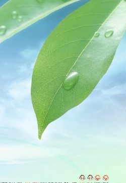 2013年4月日历壁纸之绿色养眼植物