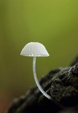蘑菇