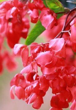 花园壁纸