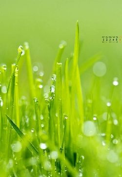 绿色草地