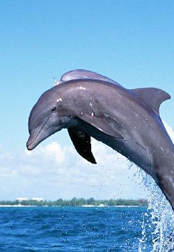 海豚