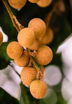 桂圆