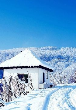 风景白雪