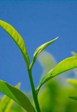 绿茶壁纸