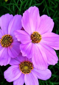 波斯菊