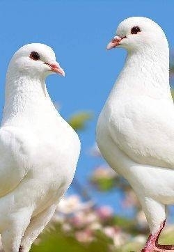 象征和平的和平鸽素材桌面壁纸下载