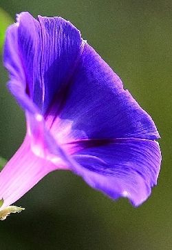 牵牛花