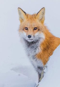 狐狸