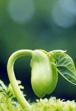 2018年4月小清新绿色图片高清日历壁纸