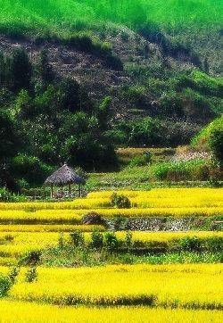 田园风光
