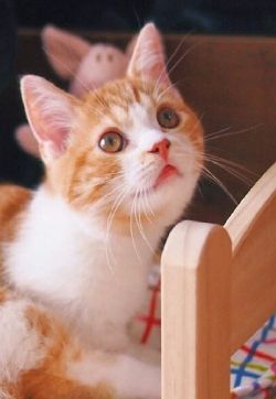 小奶猫