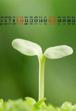 绿色桌面壁纸