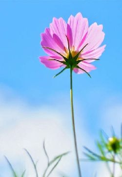 格桑花