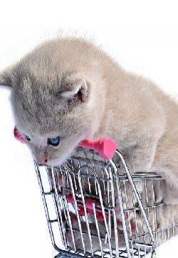 猫图片