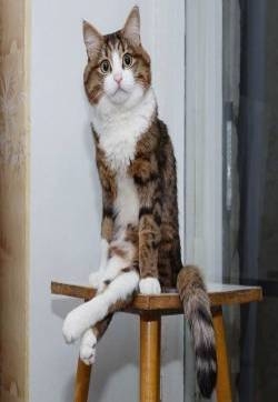 可爱猫咪头像图片