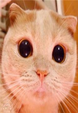 小猫头像图片 萌宠猫咪头像图片