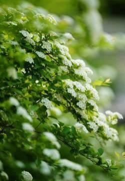 唯美绣线菊植物花卉图片
