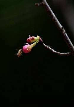 小清新唯美樱花植物图片