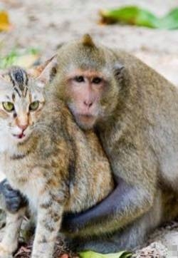 猫和猴子温馨图片