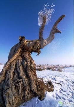 大漠雪景