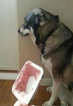 狗狗犯错之后耷拉下耳朵的超萌可爱表情高清图片合集